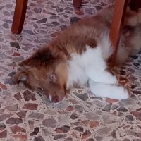 Animale domestico