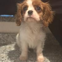 Cavalier king