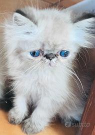 Gatti persiani