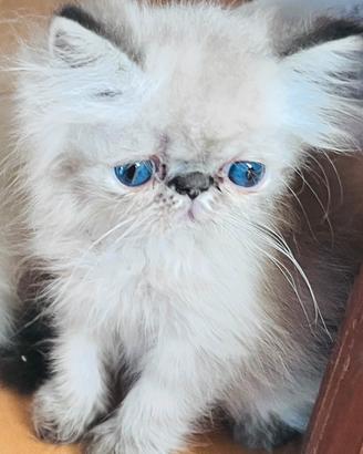 Gatti persiani