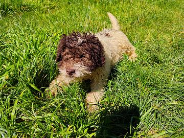 Cucciolo di Lagotto Romagnolo