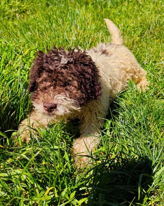 Cucciolo di Lagotto Romagnolo