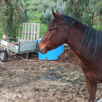 Cavalla di sella italiana