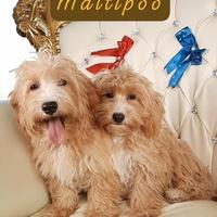 Maltipoo