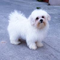 Cucciola di Maltese