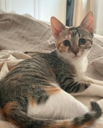 Cucciola in adozione