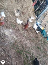 Pavoni e galline livornesi giovani e fanno le uova