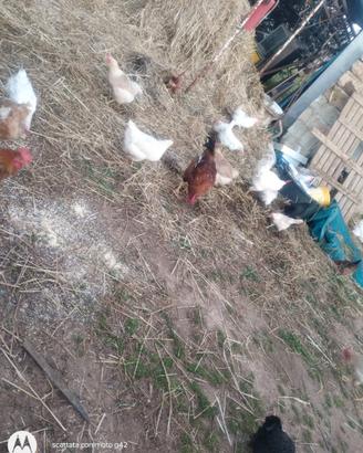 Pavoni e galline livornesi giovani e fanno le uova