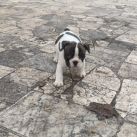 Cuccioli di Bulldog Francese