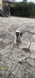 Cuccioli di Bulldog Francese