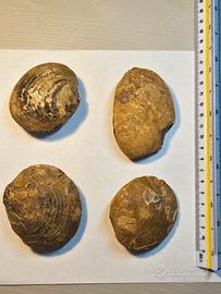 Lotto 4 grandi conchiglie fossili naturali 