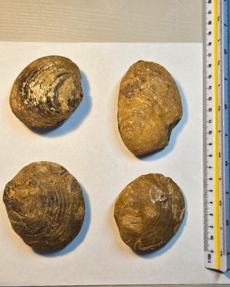 Lotto 4 grandi conchiglie fossili naturali 
