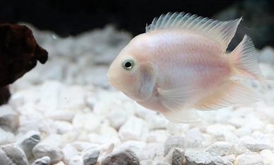 5 ciclidi nigrofasciatum obliquidens xant afra