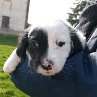 Cuccioli taglia media