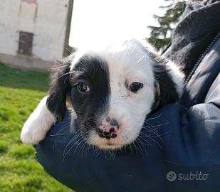 Cuccioli taglia media