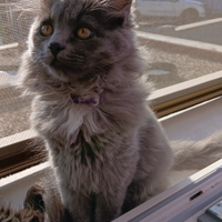 Cucciola si gatto siberiano ipoallergenico