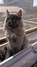 Cucciola si gatto siberiano ipoallergenico