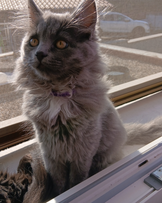 Cucciola si gatto siberiano ipoallergenico