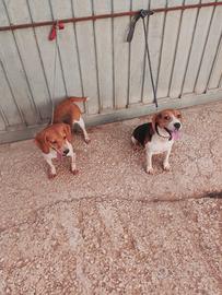 cane da caccia Beagle 