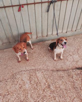 cane da caccia Beagle 