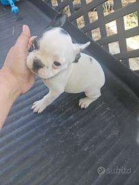 Bulldog Francese femmina