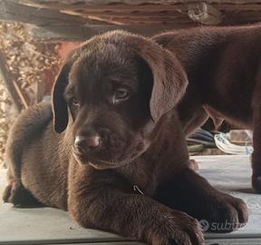 Cuccioli di Labrador chocolate