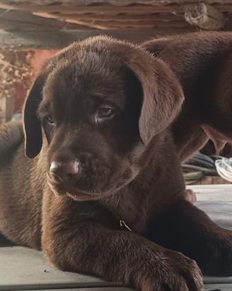 Cuccioli di Labrador chocolate