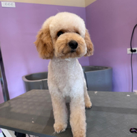 Barboncino nano per accoppiamento