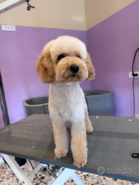 Barboncino nano per accoppiamento