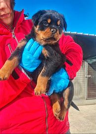 Rottweiler