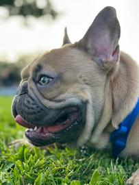 Bulldog francese da monta