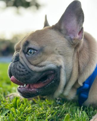 Bulldog francese da monta