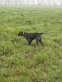 Cane Drathaar