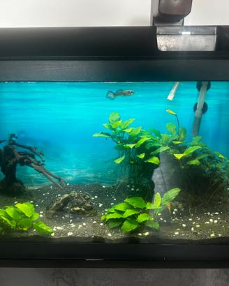 Acquario 60 litri