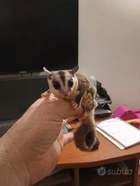 Vendita PETAURI dello zucchero