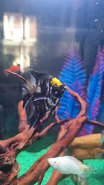 Pesce scalare