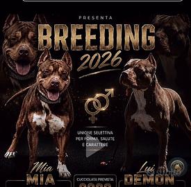 Pitbull UKC