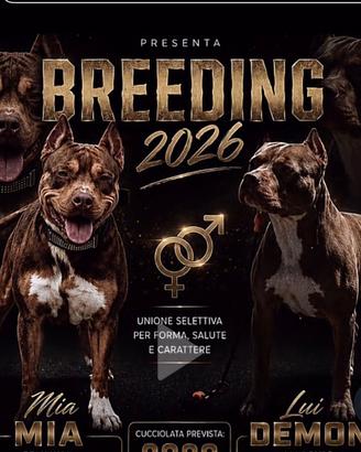 Pitbull UKC