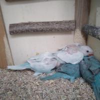 Coppie Parrochetto dal collare