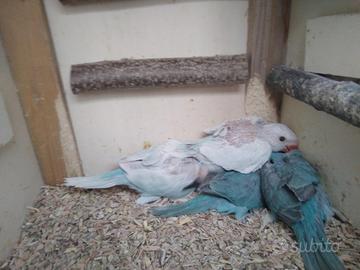 Coppie Parrochetto dal collare