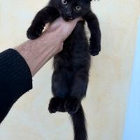 Gattino maschio Siberiano X Bengala