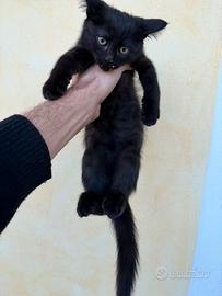 Gattino maschio Siberiano X Bengala