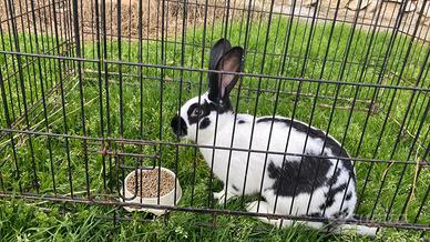 Giovane coniglio maschio bianco e nero - nato il 7