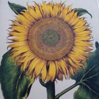 libro di piante florilegium di basilius besler