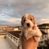 Barbone Nano