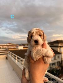 Barbone Nano