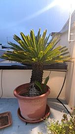 CYCAS REVOLUTA ULTRADECENNALI IN VASO RESINA