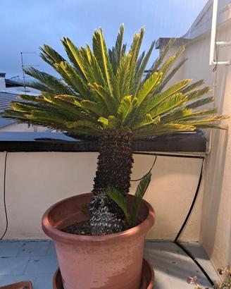 CYCAS REVOLUTA ULTRADECENNALI IN VASO RESINA