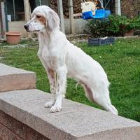 Disponibili cuccioli di setter inglese