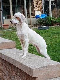 Disponibili cuccioli di setter inglese